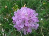 Alpski pečnik-Armeria alpina-pečnikovke-Plumbayinaceae.