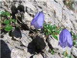 Dokončno sem dobil potrditev , da je to okroglolistna zvončica-Campanula rotundifolia-zvončičevke-Camoanulaceae.