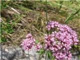 Dobra misel-Origanum vulgare-ustnatice-Lamiaceae-raste po bivših vrtovih-so kot nekakšne terase.