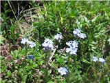 Polno je tudi planinske spominčice-Myosotis alpestris.