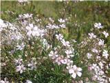 Plazeča sadrenka-Gypsophila repens-klinčnice-Caryophyllaceae.