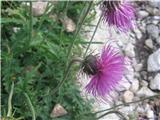 Alpski bodak-Carduus defloratus ssp. defloratus-nebinovke-Asteraceae- Zanj je značilno, da ima bodičaste liste-tura na Montaž.