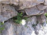 Južnoalpska smiljka-Cerastium carinthiacum subsp. austroalpinum-klinčnice-Caryophyllaceae.