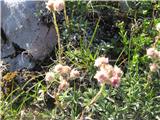 Navadna majnica-Antennaria dioica-nebinovke-Asteraceae-prvič videna-zanimivi cvetovi. Rasel v bližini izvira.