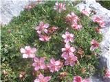 Triglavska rožaali bleščeči petoprstnik-Potentilla nitida-rožnice-Rosaceae.