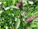 Gozdni čišljak -Stachys  sylvatica-ustnatice-Lamiaceae.