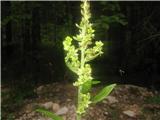 Najdem tudi lobelovo zeleno čmeriko-Veratrum album ssp. lobelianum-čmerikovke -Melanthiaceae.