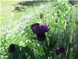 Čebelice so bile pa pridne. Gre za fritschev glavinec-Centaurea scabiosa fritschi-nebinovke-Asteraceae.