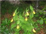 Rastišče lepega čeveljca- Cypripedium calceolus-  za parkiriščem za Češko kočo.