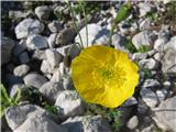 Kernerjev mak-Papaver alpinum kerneri-makovke-Papaveraceae-prvičletos.Ta sorta raste samo v Karavankah in Kamniško Savinskih Alpah.