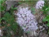 Dvodomna špajka-Valeriana dioica-špajkovke-Valerianaceae.