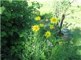 Travniška kozja brada-Tragopogon pratensis-nebinovke-Asteraceae. Cvet je velik in rastlina visoka.