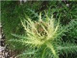 Na meliščih kraljuje trnati osat-Cirsium spinosissimum.