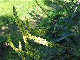 Najdem ogromni lučnik.To je črni lučnik-Verbascum nigrum-črnobinovke-Scrophulariaceae.