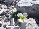 Julijski mak-Papaver alpinum sp.ernesti-mayeri-makovke-Papaveraceae.