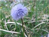 Golostebelna mračica-Globularia nudicaulis -maračičevke-Globulariaceae.