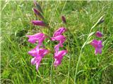 Močvirski meček-Gladiolus palustris-perunikovke-Iridaceae.