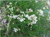 Hribska perla-Asperula cynanchica-broščnice-Rubiaceae.