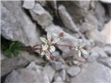 V skalah Planjave pa zvezdasti kamnokreč-Saxifrada stellaris ssp. alpigena-kamnokrečevke-Saxifragaceae.