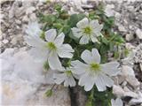 Enocvetna smijlka-Cerastium uniflorum-klinčnice-Caryophyllaceae.