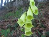 Velecvetni naprstec-Diditales grandiflora-črnobinovke-Scrophulariaceae.