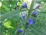 Ob ograji je še prejšni teden cvetelo marsikaj, vendar so pokosili zaradi županovega teka okrog Brda. To je navadni gadovec-Eichium vulgare-srhkolistnice-Boraginaceae.