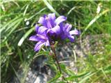 Klobčasta zvončica-Campanula glomerata-zvončičevke-Campanulaceae.