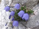 Trebušasta zvončica-Campanula cochleariifolia-zvončičevke-Campanulaceae.