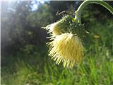 Lepki osat-Cirsium erisithales-nebinovke-Asteraceae.