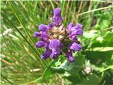 Velikocvetna črnoglavka-Prunella grandiflora-ustnatice-Lamiaceae.