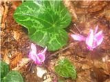 V gozdu končno kolikor toliko uspel posnetek ciklame Cyclamen purpurascens-jegličevke-Primulaceae., vedno začne cveteti že na pragu poletja.