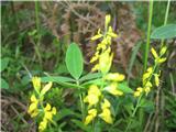 V gozdu je bilo še temno, zato fleš in slika ni najboljša. To je košeničica. Najbolj pogosta je barvilna-Genista tinctorija-metuljnice-Fabaceae.