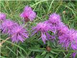 Enokoškasti glavinci-Centaurea uniflora-nebinovke-Astreraceae-na višini 2.000m. Imajo kratko steblo in samo en cvet na steblu. Jih je pa ogromno nad planino pekol proti sedlu.