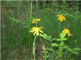 V gozdu raste tudi arnika-Arnica montana-nebinovke-Asteraceae.