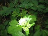 Tudi slikca velikega zalega kobulčka ni uspela-Astratia major-kobulnice-Apiaceae.