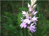 Veliko je te fuchsove prstate kukavice-listi so ozki, pikasti-Dactylorhiza fuchsii-kukavičevke-Asteraceae.