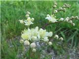  V gozdu cvete tudi navadni oslad-Filipendula vulgaris-rožnice- Rosaceae.