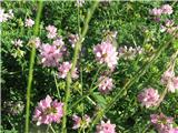 Na samem vrhu pa cel breg pisane šmarne detelje-Coronilla varia-metuljnice-Fabaceae,