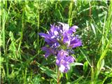 Trenutno po vseh travničkih najdem klopčasto zvončico-Campanula glomerata-zvončičevke-Campanulaceae.