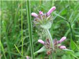 To ni mrtva kopriva- Je gozdni čišljak-Stachys sylvatica-ustnatice-Lamiaceae.