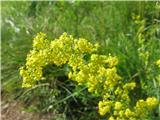 Vmes vse rumeno prave lakote-Galium verum-broščnice-Rubiaceae.