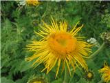 Še njen cvet-navadna ognjica-Telekia speciosa-nebinovke-Asteraceae, je tuja rastlina in naj bi se zanesla sem med prvo sv. vojno .