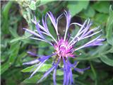 Posebno poglavje so razni glavinci-gorski glavinec-Centaurea montana -nebinovke-Asteraceae.