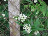 Navadni kokoševec-Vincetoxicum hirundinaria-svilničevke-Asclepiadaceae.