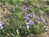 Samo na enem bregecu sem našel rastišče ta zvončice.Proučil sem te nizke zvončice in mislim, da sem jo našel.Naj bi bila beckova zvončica-campanula beckiana-zvončičevke-Campanulaceae. 