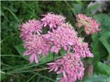 Rožnordečega dežena-Heracleum austriacum subsp. siifolium-kobulnice-Apiaceae- je povsod polno.