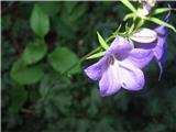 Na neki brežini pa tudi tole-breskovolistna zvončica-Campanula persifolia-zvončičevke-Campanulaceae.