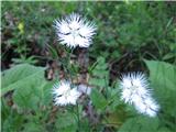 Naletim tudi na rastišče popolnoma belih montpellierskih klinčkov-Dianthus montpessulanus-klinčnice-Caryophyllaceae.