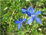 Trebušasti svišč-Gentiana utriculosa , njegovih večjih sorodnikov pa ni.