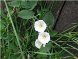 Tudi navadni plotni slak-Calystegia sepium-slakovke-Convolvulaceae.